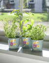 Herb Pots - Asteraceae