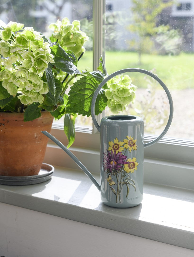 Asteraceae Indoor Watering Can