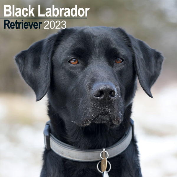Black Labrador Wall Calendar 2023 Annabel James