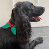 Holly Bow Tie / Collar for Dog