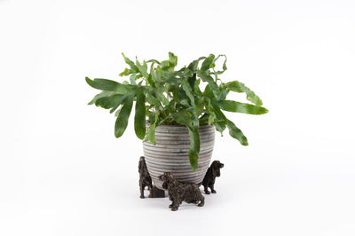 Cocker Spaniel Plant Pot Feet - Set of Three