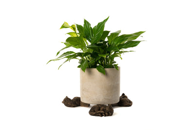 Cat Plant Pot Feet - Set of Three