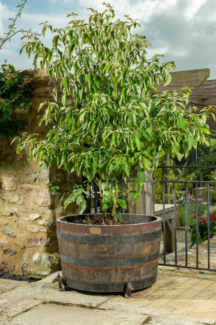 Horse Head Plant Pot Feet - Set of Three