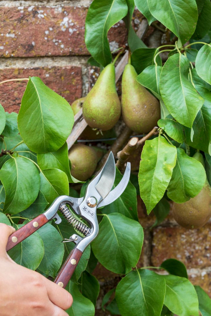 High Performance Secateurs