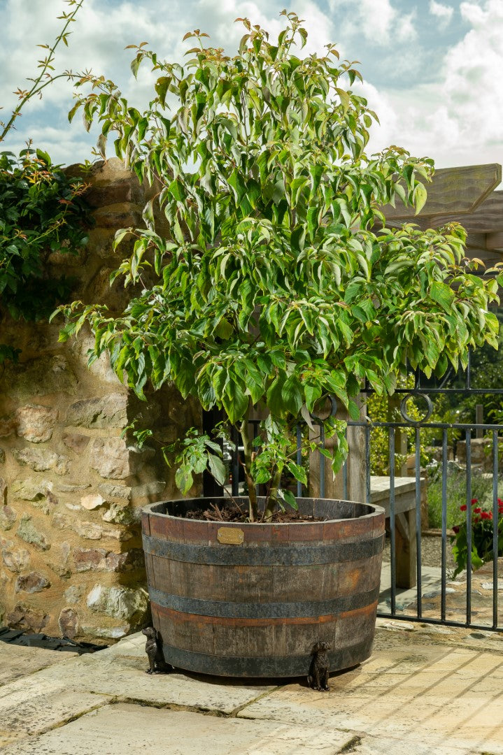 Labrador Plant Pot Feet - Set of Three