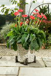 Springer Spaniel Plant Pot Feet - Set of Three