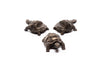 Tortoise Plant Pot Feet - Set of Three