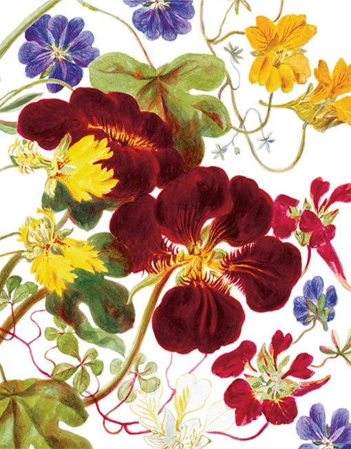 Nasturtium Card