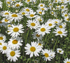 Seedball - Cloud Meadow - All White Flowers